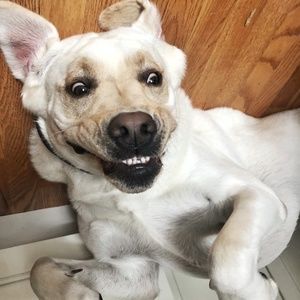 Meet your Posher, Thomas